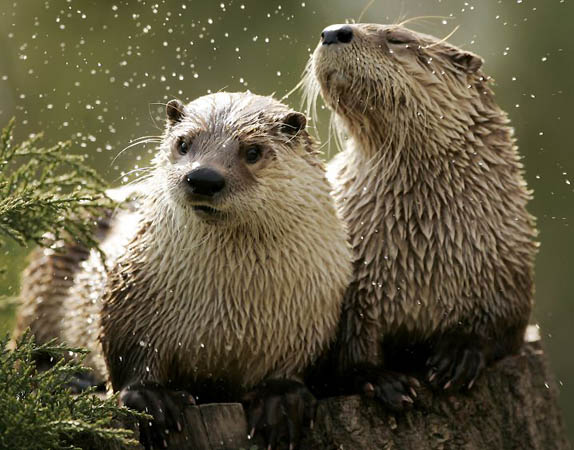 Stoneham, US: River otter sun themselves after a swim at Stone zoo