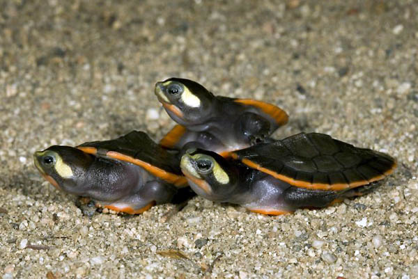 San Diego, US: Three of the 13 Australian red-bellied short-necked turtles hatched this past week at the zoo