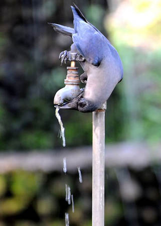 Jamshedpur, India: A crow drinks from a leaking standpipe at Tata zoological park