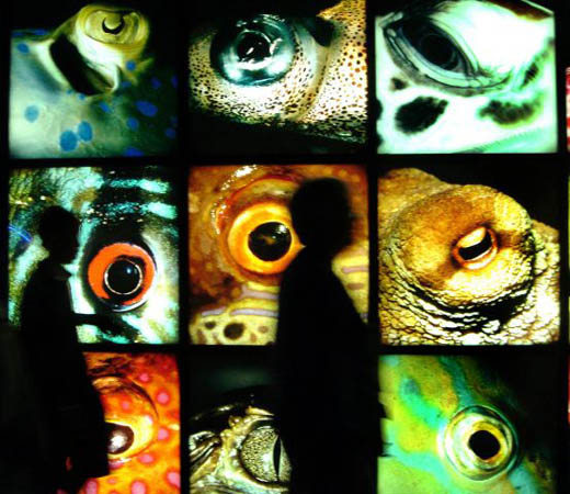 Baltimore, US: Visitors to the National Aquarium pass a display of fish eyes