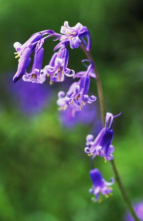 Bluebells 
