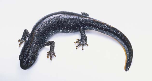 Great Crested Newt