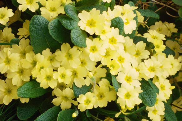 Primroses