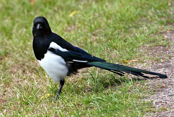 Magpie