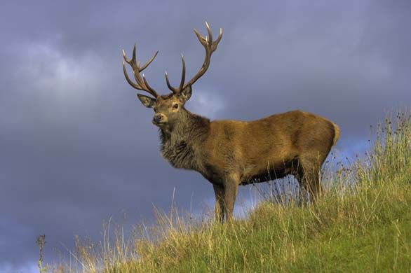 red deer