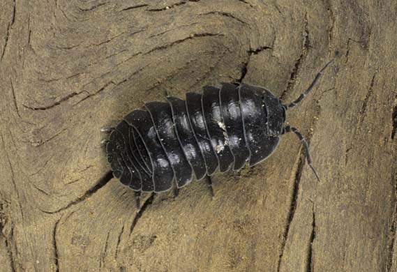 Pill Woodlouse