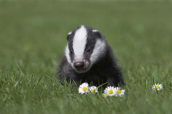 Badger cub