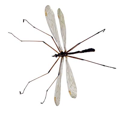 Crane Fly