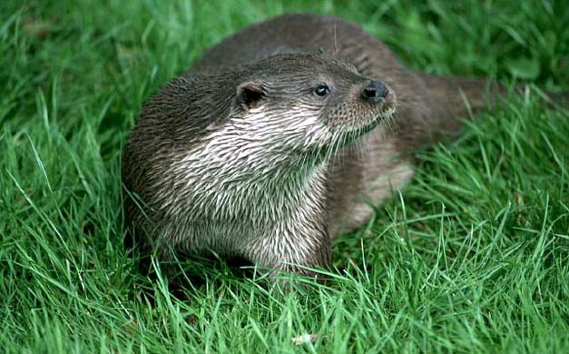 Otter