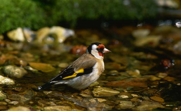 Goldfinch