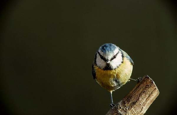 Blue tit