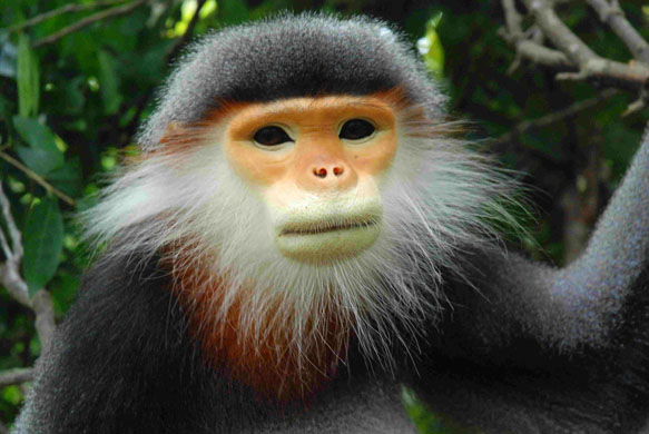 Endangered Monkey Species
