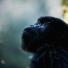 Adolescent mountain gorilla (Gorilla gorilla beringei)