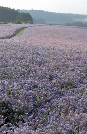 A field of borage