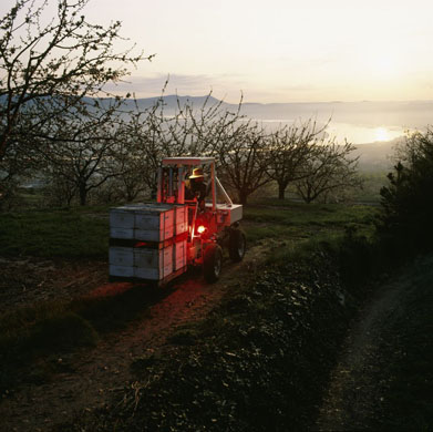 A bee farmer transporting hives