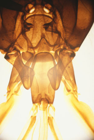 A bee under a microscope