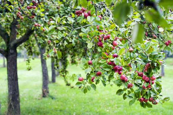 An apple tree orchard