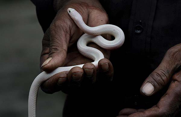 white snake 
