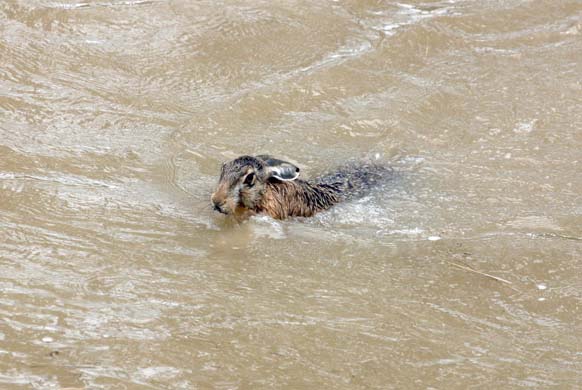 hare swims in floodwater