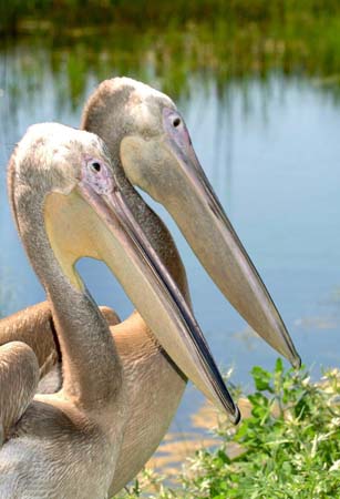 great white pelicans