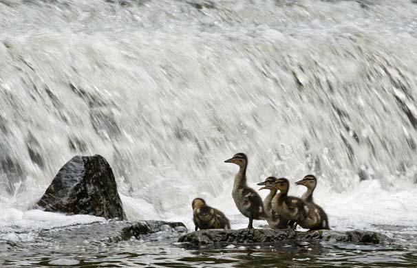 Ducklings wait for their mother