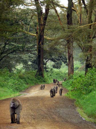 group of baboons