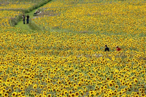 sunflower field