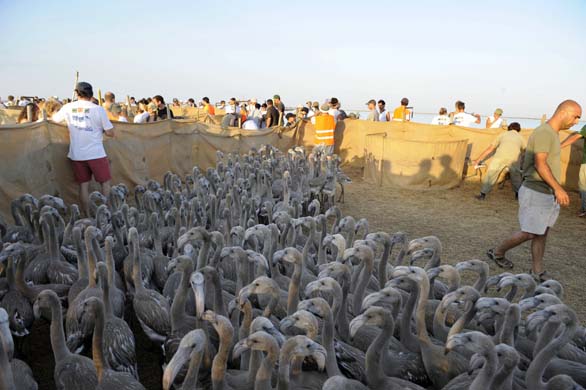 pink flamingo chicks