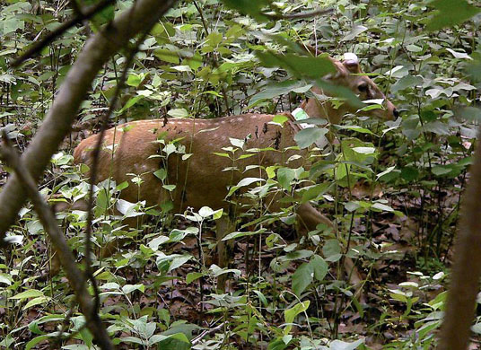 Huay Kha Khaeng Wildlife sanctuary, Thailand: An Eld deer with radio collar around its neck after it was released
