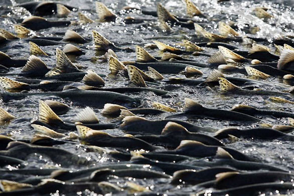 Valdez, Alaska: Thousands of pink salmon swimming upstream to spawn