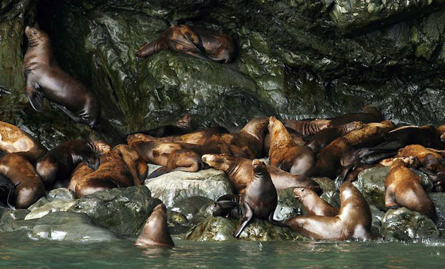 Valdez, Alaska: Steller sea lions relax on a rocky shore of Prince William Sound