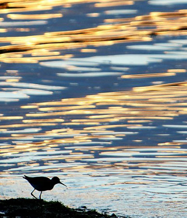 Fort McMurray, Canada: A sandpiper searches for food along the Clearwater river