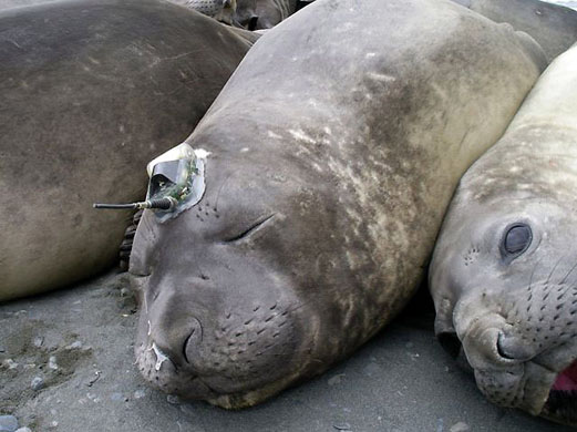 South Georgia: An elephant seal with a radio transmitter and sensors glued to its head