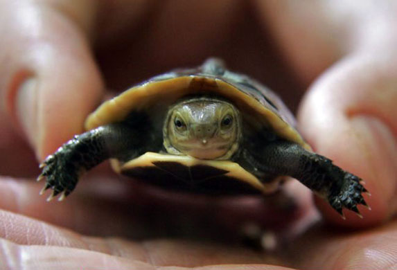 Bristol, UK: A endangered Chinese box turtle which recently hatched at the zoo