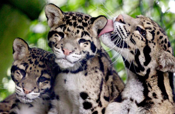 Clouded Leopards and Why the World is only Separated by Language and Seas