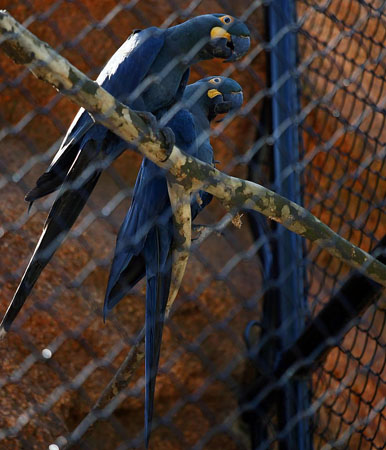Rio de Janeiro: A couple of Lear's macaw perch on a brach at the zoo