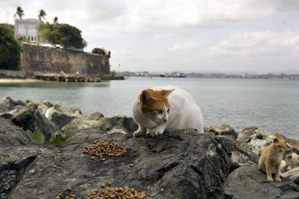 Old San Juan, Puerto Rico: Stray cats browse for food given to them by women from the local charity 'Save A Gato'
