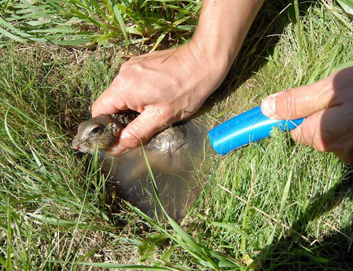 Per, Hungary: A ground squirrel which was flooded out of its hole at an airport