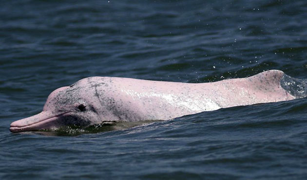 Taiwan: An eastern Taiwan strait humpback dolphin, known locally as Matsu's Fish