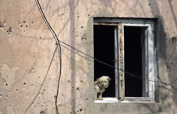 Tskhinvali, South Ossetia: A dog looks out of a damaged house