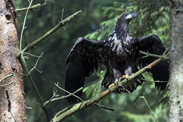 white-tailed sea eagle