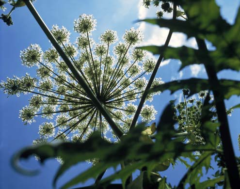 Hogweed