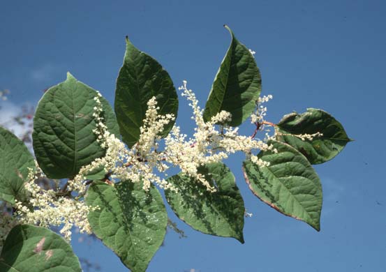 Japanese Knotweed