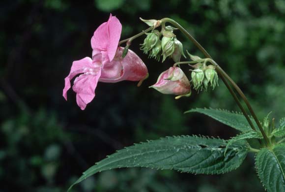 Himalayan balsam flower