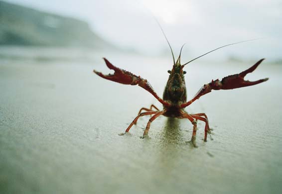 crayfish