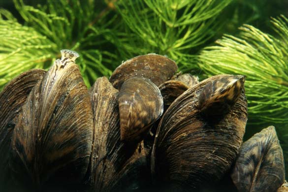 Zebra Mussel 