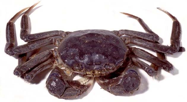 Chinese Mitten Crab