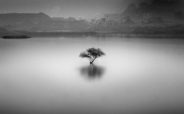 The last tree