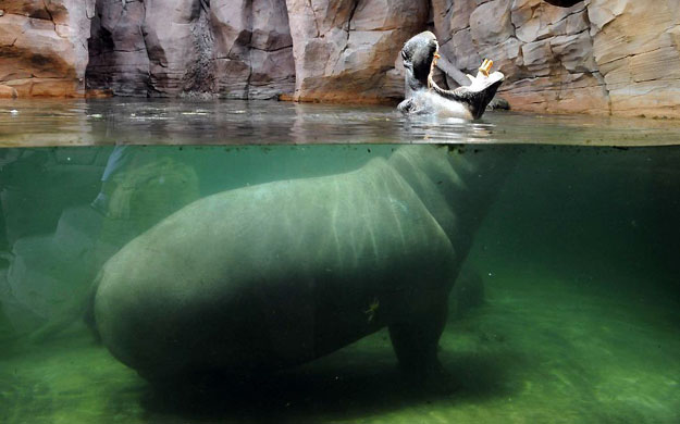 Hanover, Germany: A hippo waits for feeding at the zoo. The zoo held an animal Olympic games to coincide with the Olympic games in Beijing