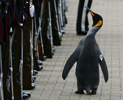 Edinburgh, UK: King penguin Nils Olav walks past soldiers from the Norwegian King's Guard after he was given a Knighthood at the zoo